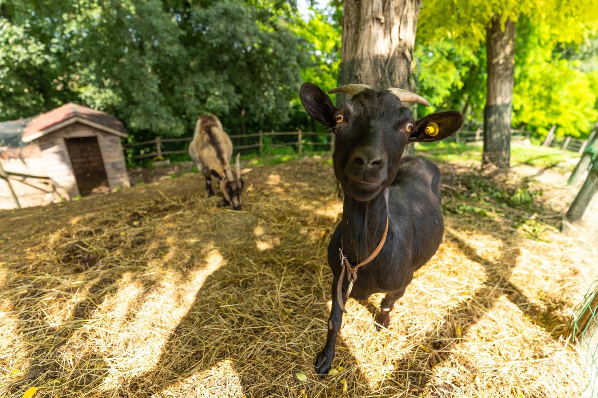 Agriturismo Colle Dei Pivi Ponti sul Mincio Luaran gambar